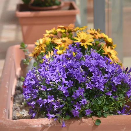 Luciana A Step Away From Everything Fiumicino