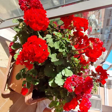 Luciana - 3 Min Train To Fco Airport & Fiera Apartamento *